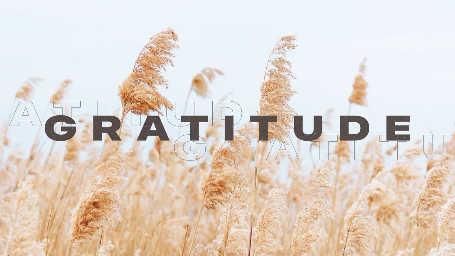 A pale Thanksgiving slide reading GRATITUDE in spaced dark capitals with ghosted repeats, over a photograph of tall wheat coloured pampas grass against white sky.